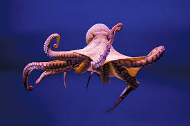 The amazing octopus