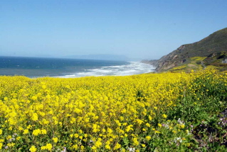 California wildflowers