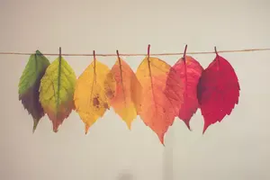 autumn-leaves