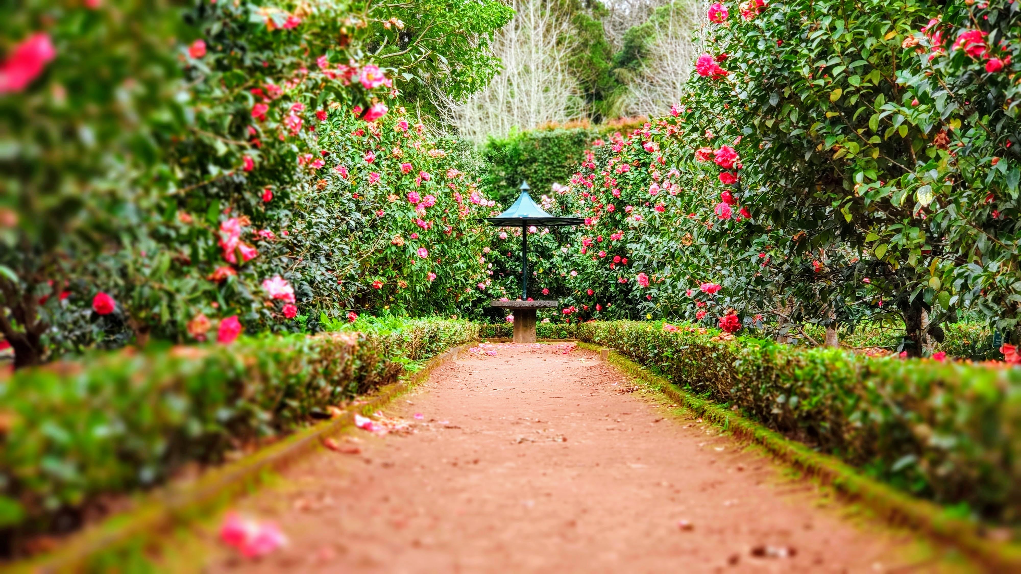 back-to-garden
