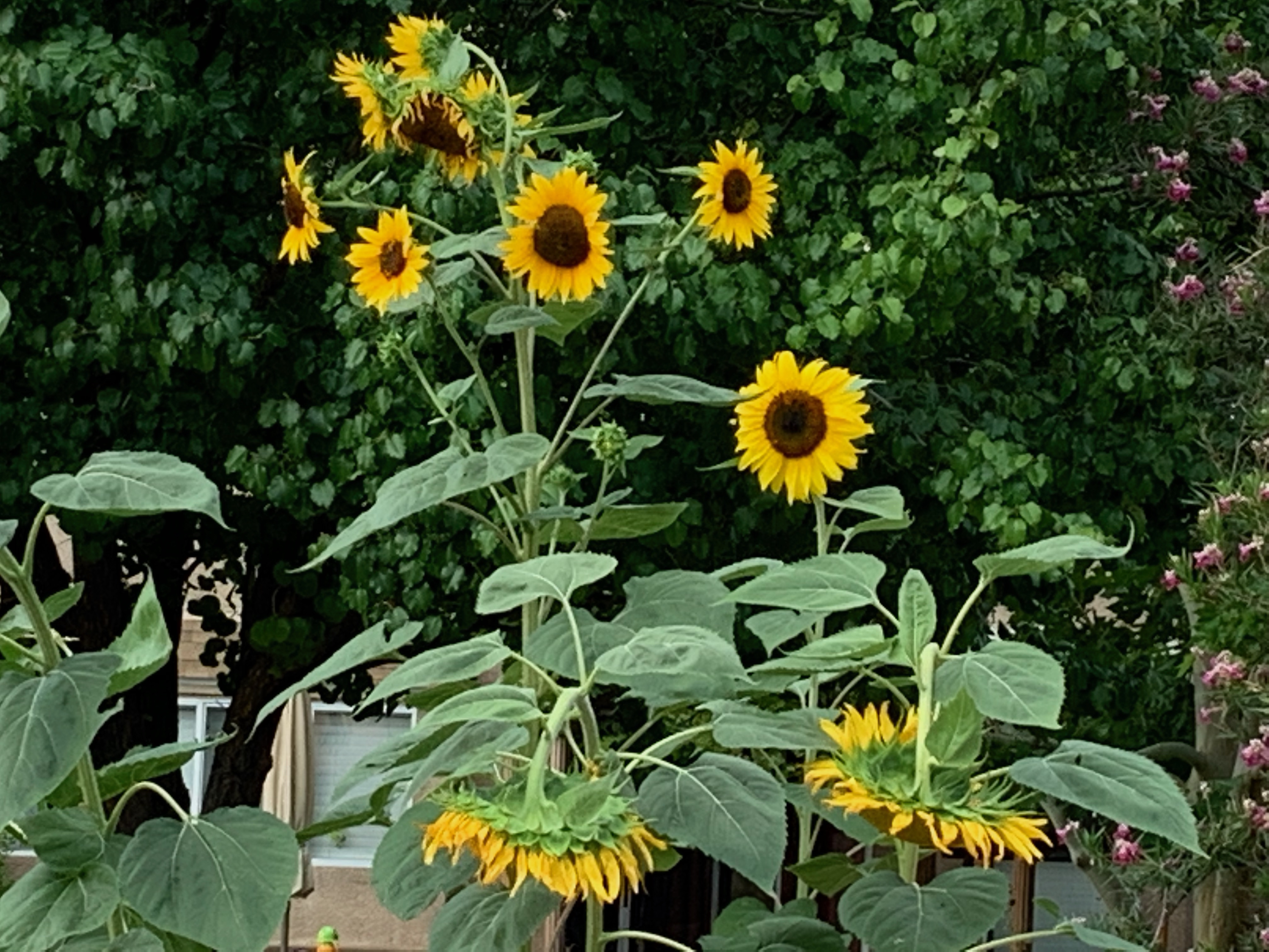 sunflowers