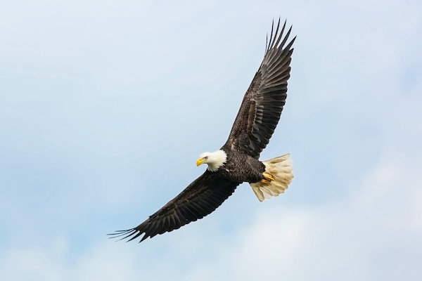 Soaring Eagle